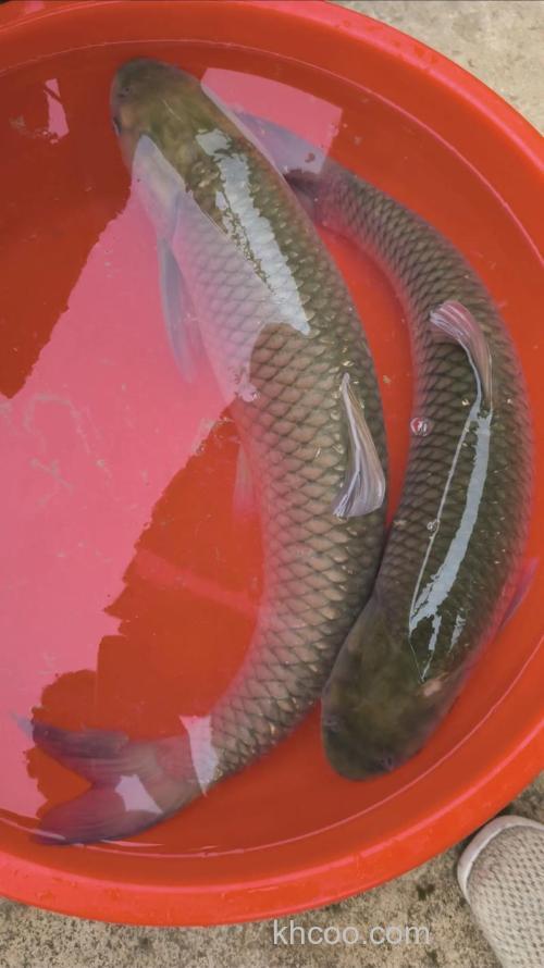 饲料喂养的草鱼吃草吗？