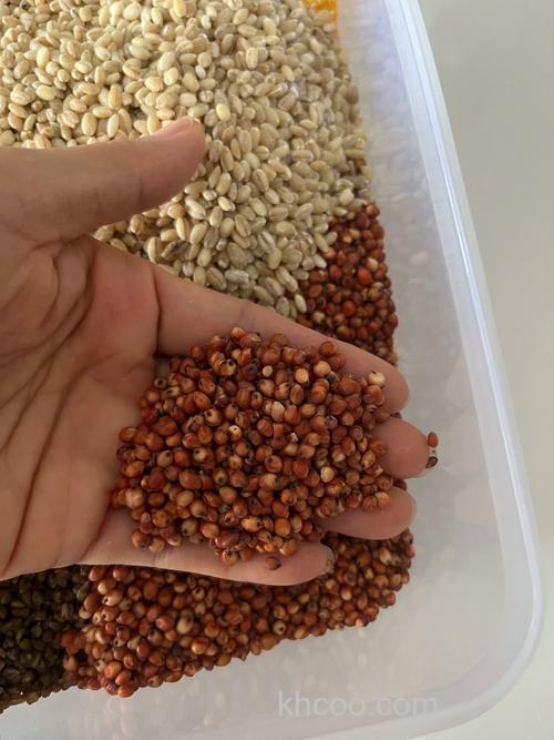 高粱米钓鱼技巧？