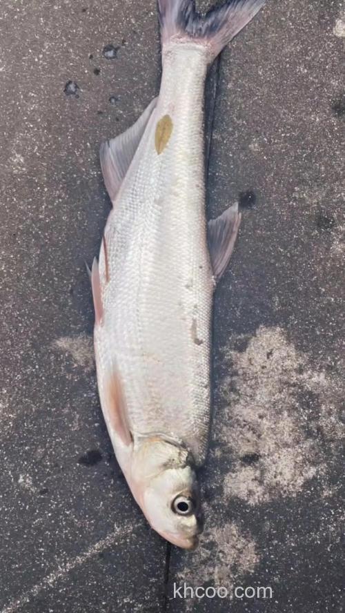 用嫩玉米钓鲤、青、草、鳊和翘嘴