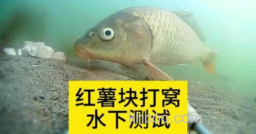 红薯10秒钟钓鲤鱼绝招？