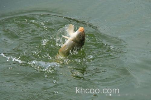'黑坑钓鲤鱼的鱼食