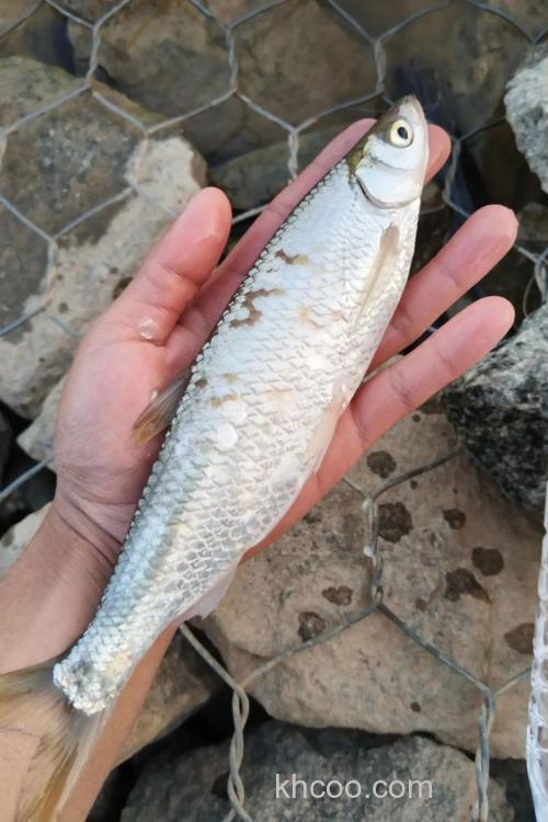 钓白条-用酒糟打窝行不