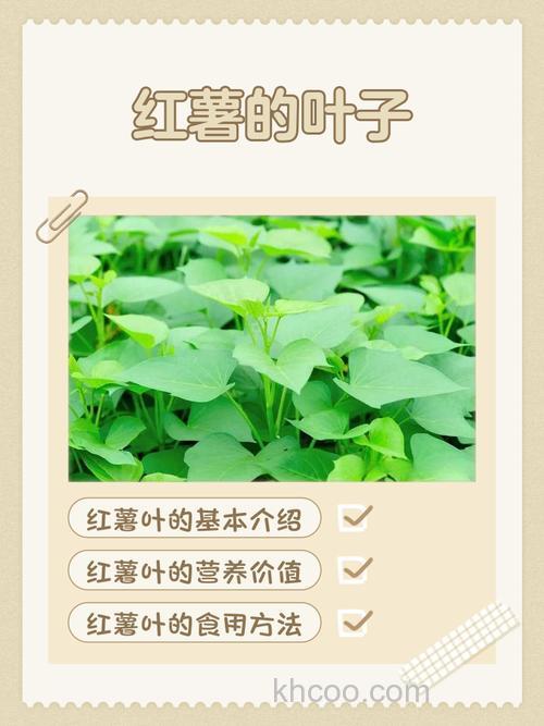 为什么红薯叶不可以喂鱼？