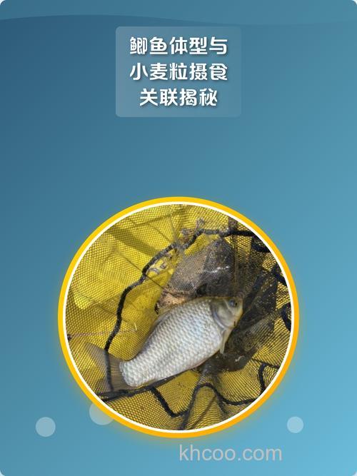 鲫鱼更喜欢吃米还是麦子？