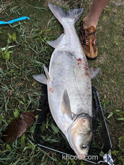 白鲢吃玉米吗？