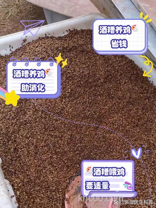 酒糟加米糠可以喂鸡吗