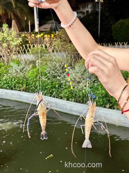 虾在台钓野钓鲫鱼中可以起到什么作用