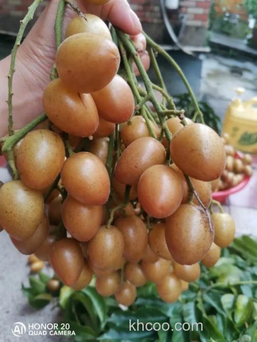 南沙特产有哪些值得买？