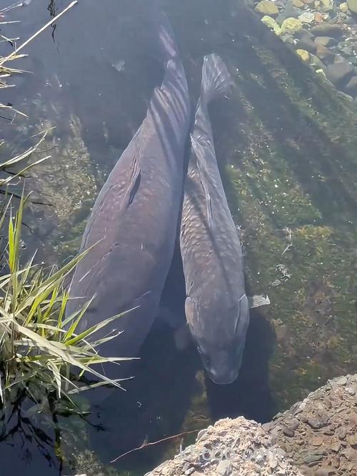 大鲤鱼一般都藏在多深的地方