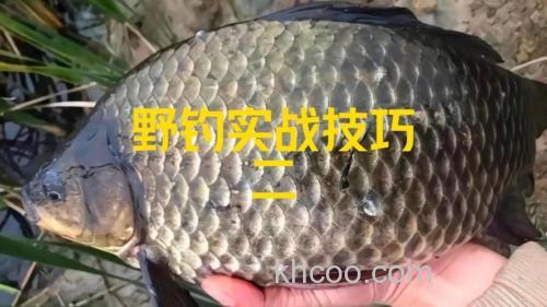 自制酒米加强版，诱鱼留窝更持久