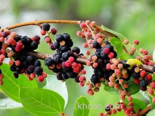 马桑酒可以钓鲤鱼吗？