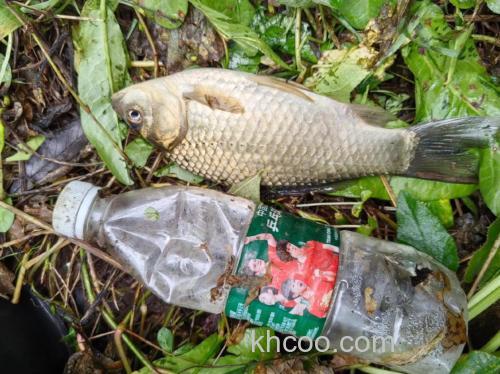 秋冬钓鲫鱼用什么味型