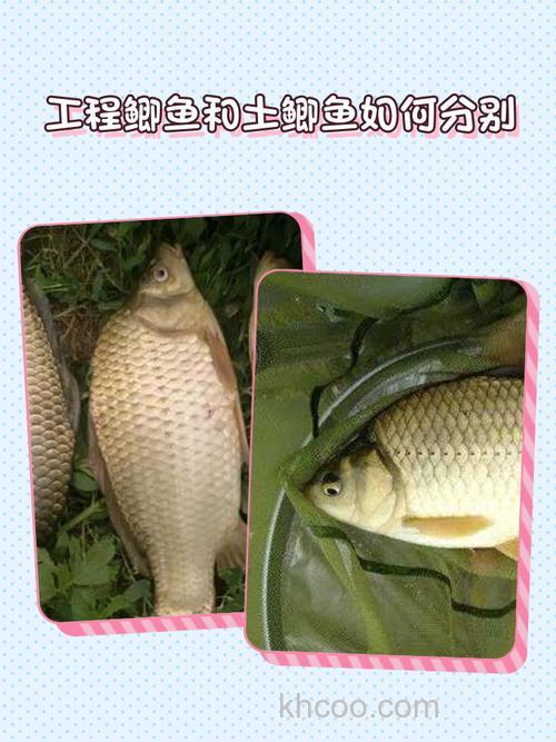 钓鱼人分享野钓与塘钓鲫鱼实际区别（上）