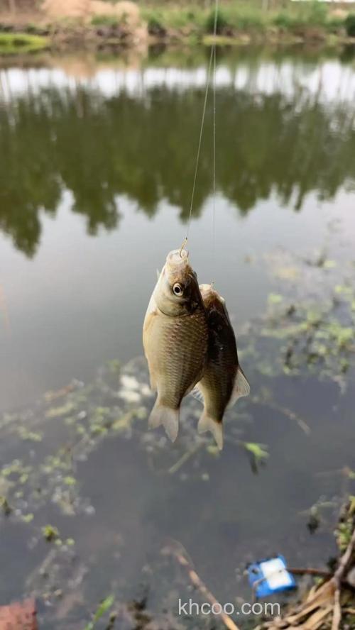 台钓野钓鲫鱼时常常忽视的九个细节