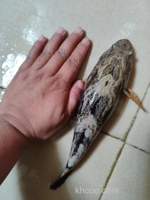 猪油渣能钓什么鱼？