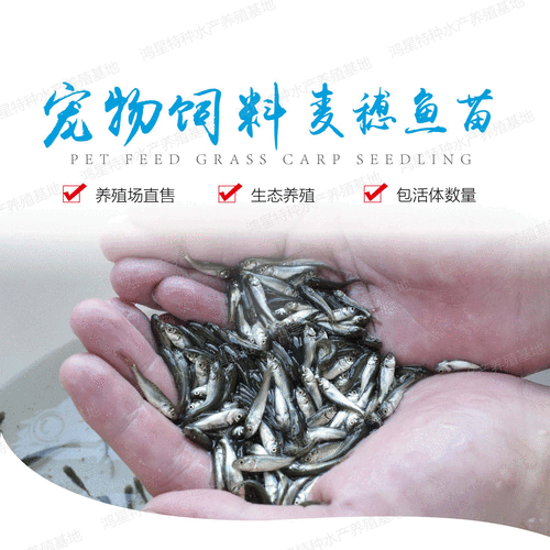 鲫鱼和鲤鱼吃麦穗鱼苗