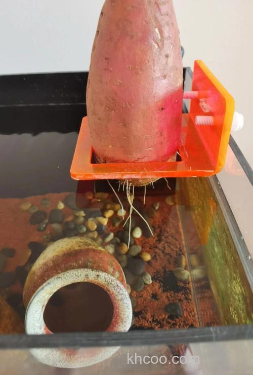 红薯养鱼的正确方法？