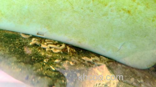 草鱼的粪便可以当肥料吗?怎么发酵