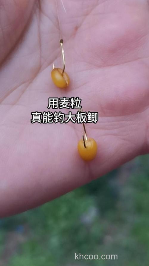 麦子钓鲫鱼怎么不咬钩