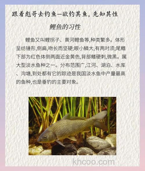 鲤鱼的特点，生活习性，以及秘密谁知道