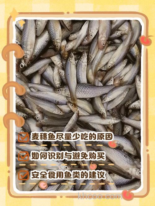 鲤鱼吃不吃麦子？