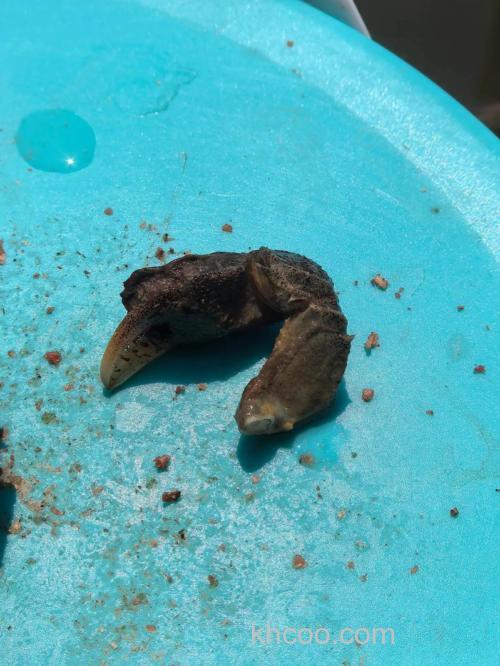 野钓遇到螃蟹闹窝怎么办？四个方法解决