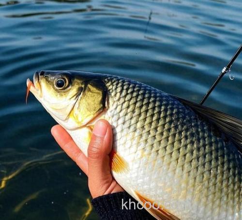 钓鲤鱼最好的耳是什么