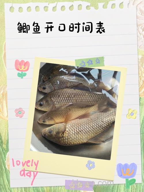 黑坑刚放鲫鱼多久开口