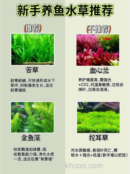 养殖草鱼池塘可以种水草吗？