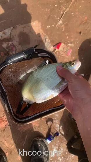 小浪底钓鲳鱼用啥饵料？