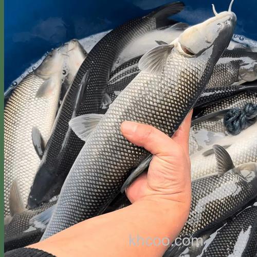 水库钓鳞鱼什么季节好钓？