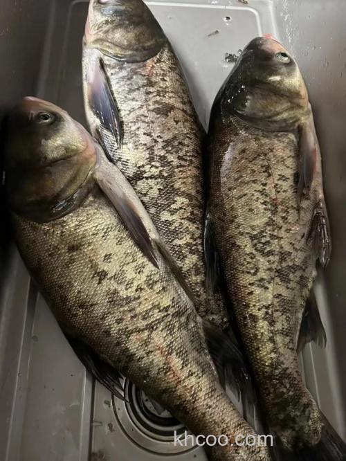 冬季钓花鲢用什么口味？