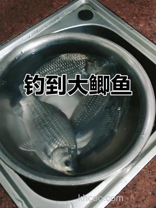 初夏钓鲫鱼用什么鱼食好?