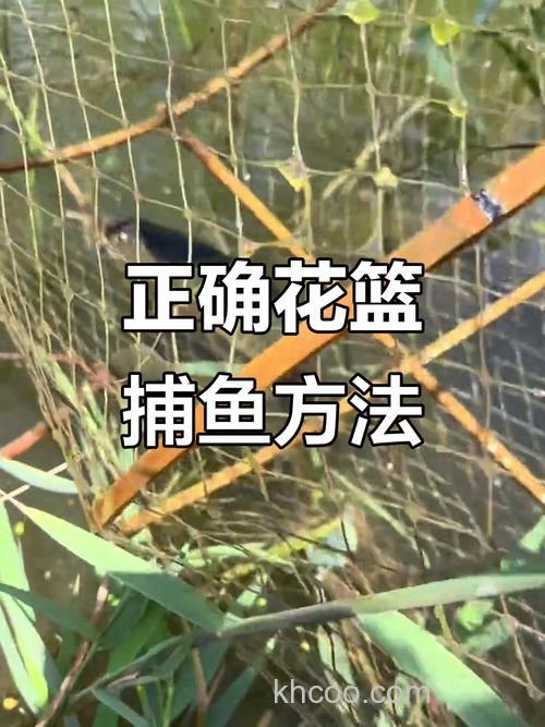 立秋用花篮怎么钓鲢鳙？