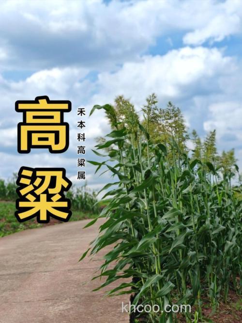 高粱可以钓鱼吗？