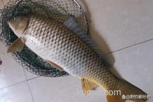 什么鱼吃玉米比较猛？