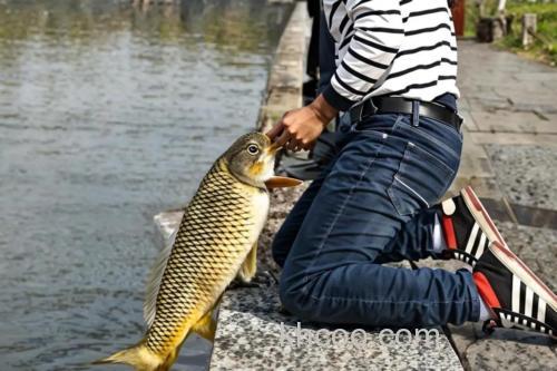 冬天可以钓鲤鱼吗？