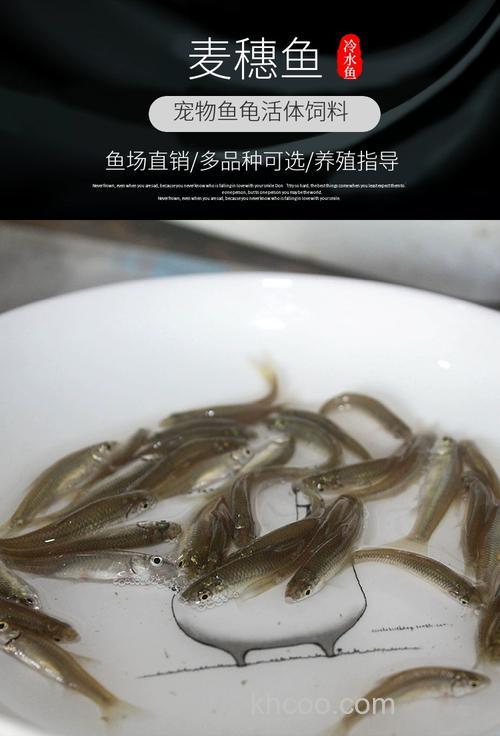 麦穗鱼苗吃什么长得快？