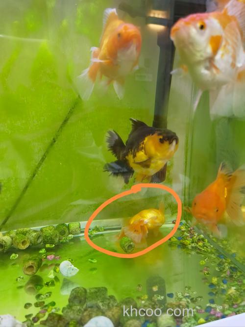 养金鱼的问题——我的金鱼生病了！