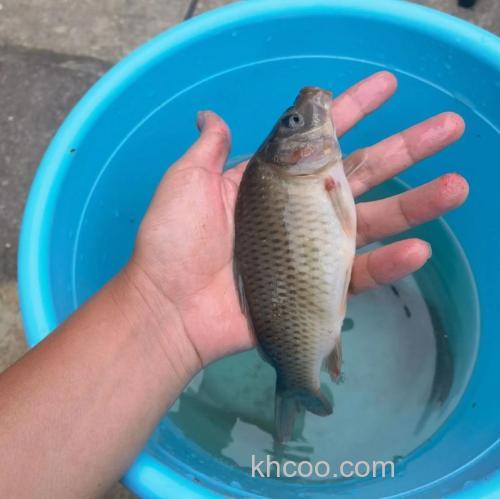 野塘用什么鱼食钓鲤鱼