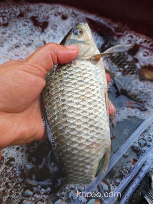 大板鲫吃玉米吗？