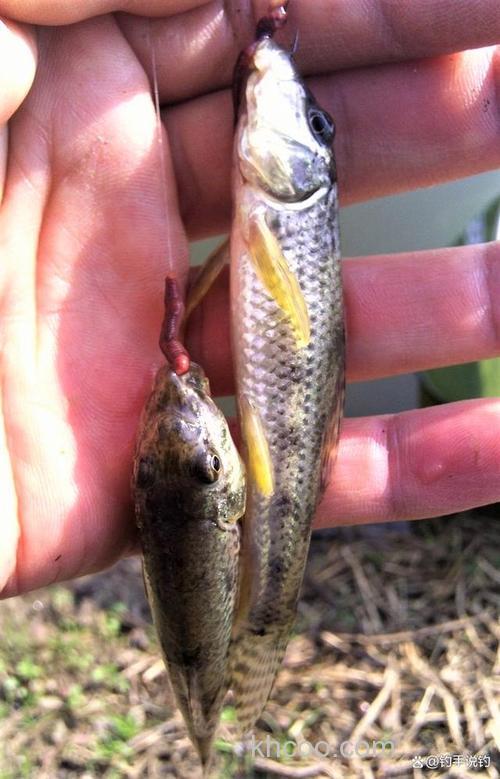 冬季钓鱼不开口?