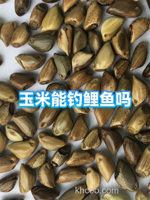八荒玉米钓鲤鱼效果怎么样？