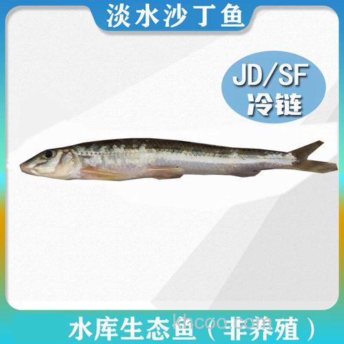 船丁鱼是咸水鱼还是淡水鱼？