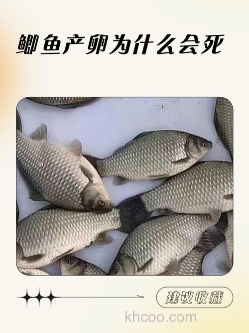 鲫鱼为什么失败了