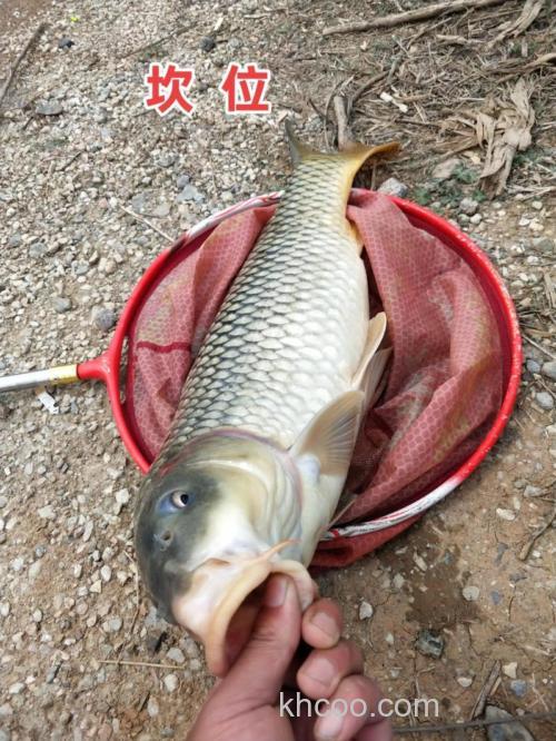 如何自制水果味钓鲤鱼