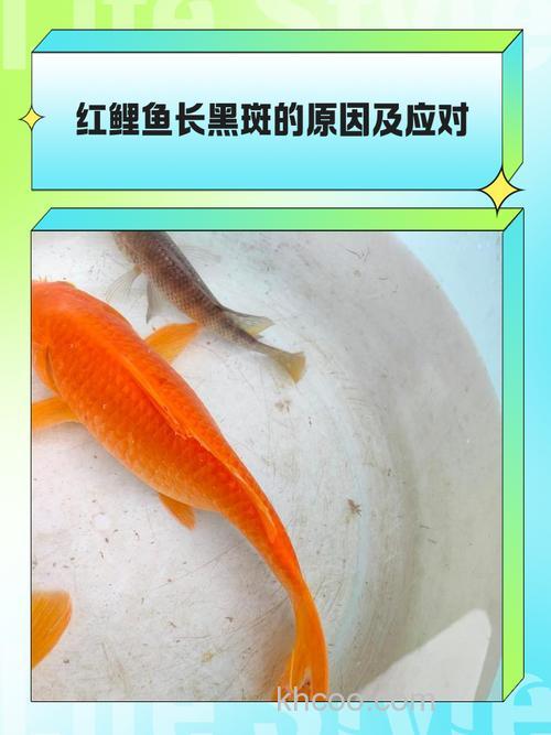 鲤鱼怕什么颜色？