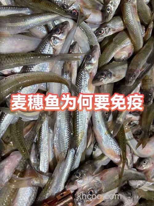 麦穗钓鲇鱼饵料,在野河钓鱼时有小鱼骚扰怎么办尤其是麦穗