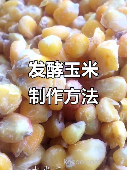 发酵老玉米窝料怎么做？