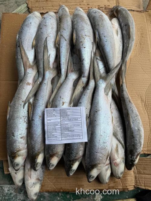 牛奶拌饵料可以钓什么鱼？